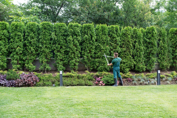 Lawn Renovation and Restoration in Memphis, MI